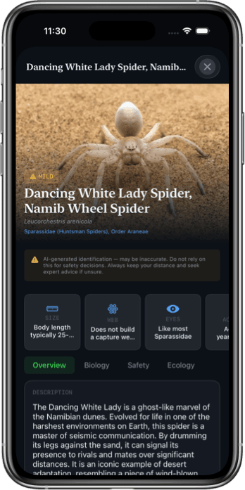 Spider Identifier App Interface
